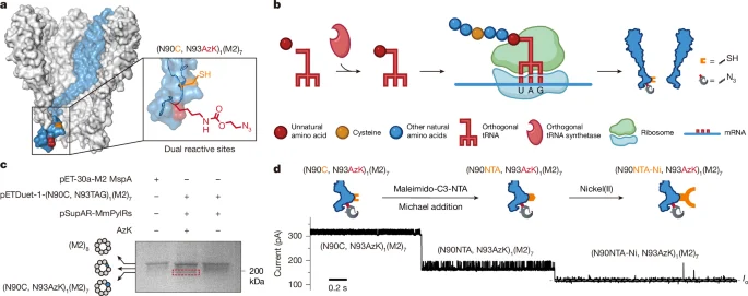 Sequential nanopore reading yields single-residue peptide sequencing via tPAL