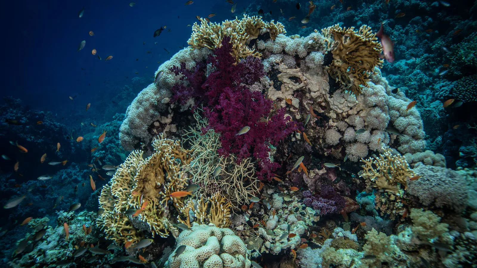 Living deep-sea coral garden found off Benin, challenging decades-old reef death assumptions