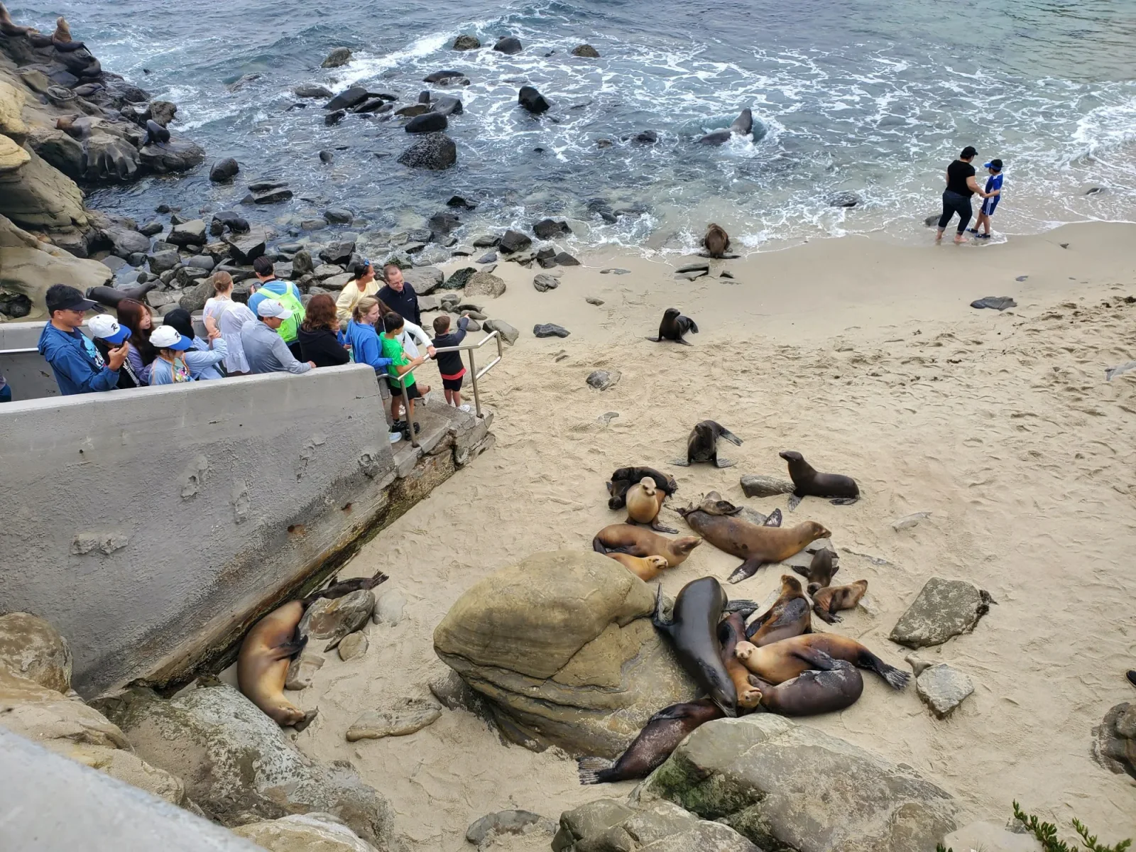NOAA Probes Viral La Jolla Sea-Lion Kick