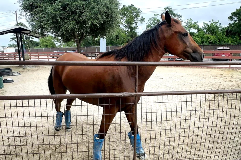 Texas Shelters Brace for Screwworm Surge Under Quarantine