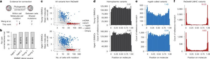 Artefact pitfalls skew single-cell mtDNA lineage inferences