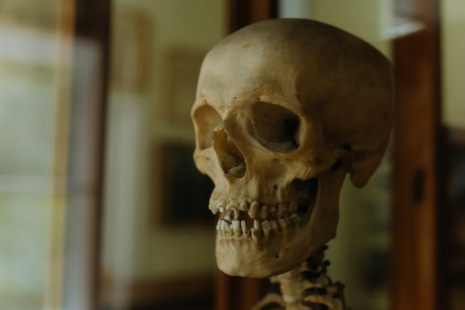Superworms Prove a Greener, Faster Way to Clean Skeletons for Museums