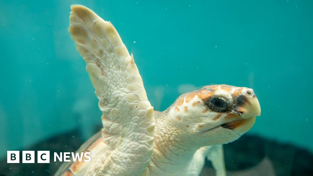 Rescued loggerhead Crush released back to the Atlantic after months of rehab