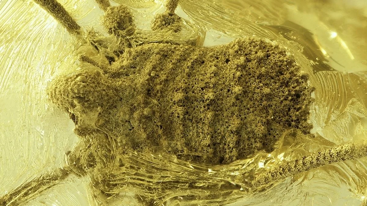 Ancient Amber Uncovers Europe’s Lost Harvestman Lineage
