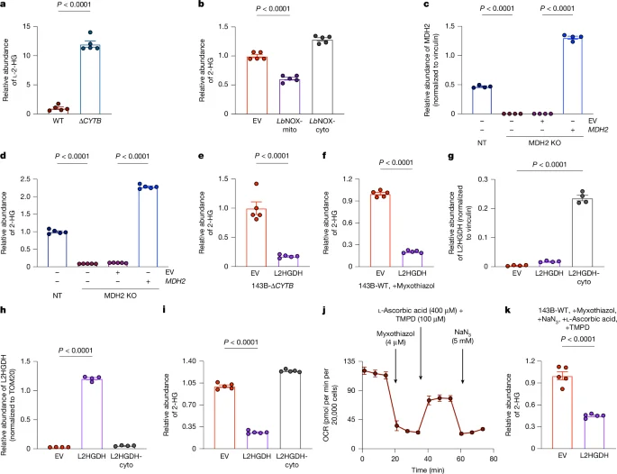 Mitochondrial l-2-hydroxyglutarate: a normal cellular signaling metabolite shaping gene regulation