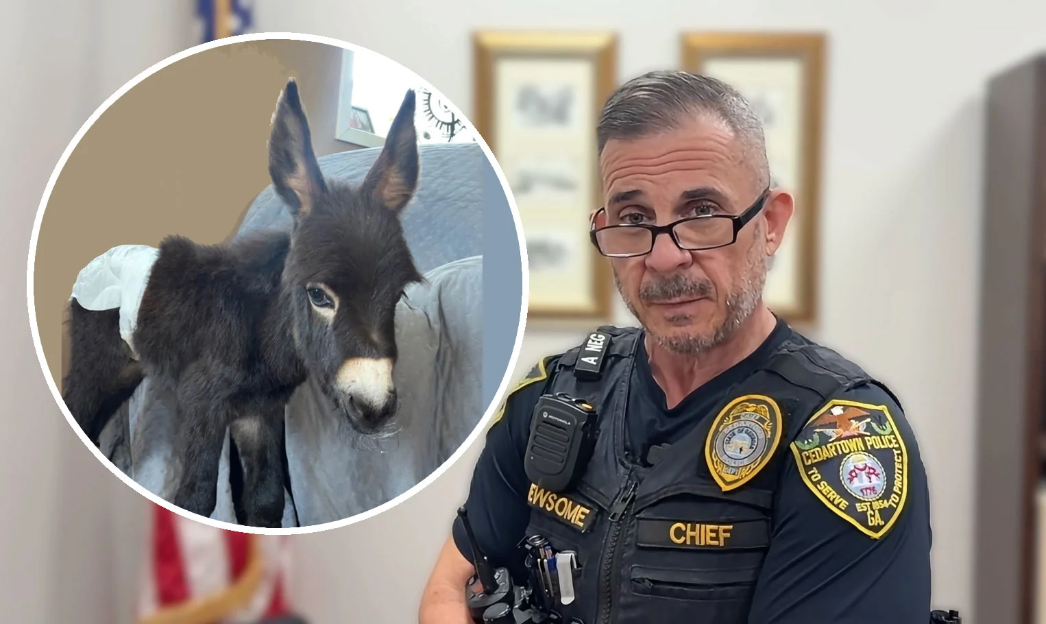 Georgia Officer Shoots Miniature Donkey During Night Search for Missing Child