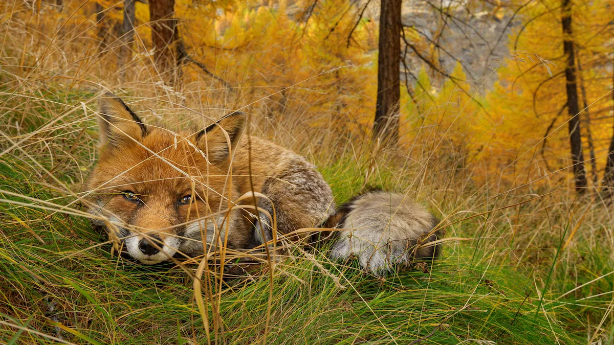 Unveiling the Secrets of Camouflage: Spotting Hidden Animals with New Insights