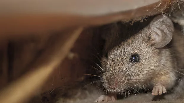 Spring cleaning safety: how to guard against hantavirus from rodent droppings