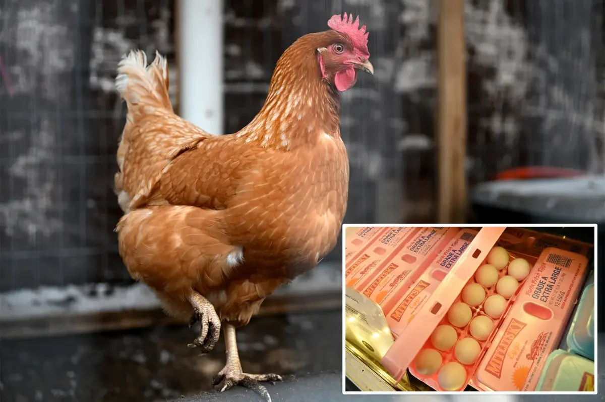 Egg Producers Hit with $3.3M Settlement Over Price Collusion