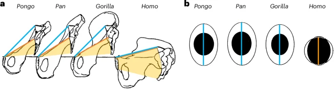 Humans Not Unique in Birth Tightness, New 3D Primate Analysis Finds