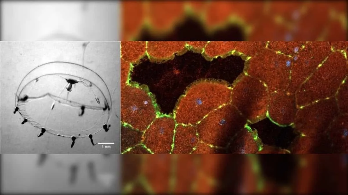 Tiny jellyfish sparks a blueprint for scar-free, rapid wound repair