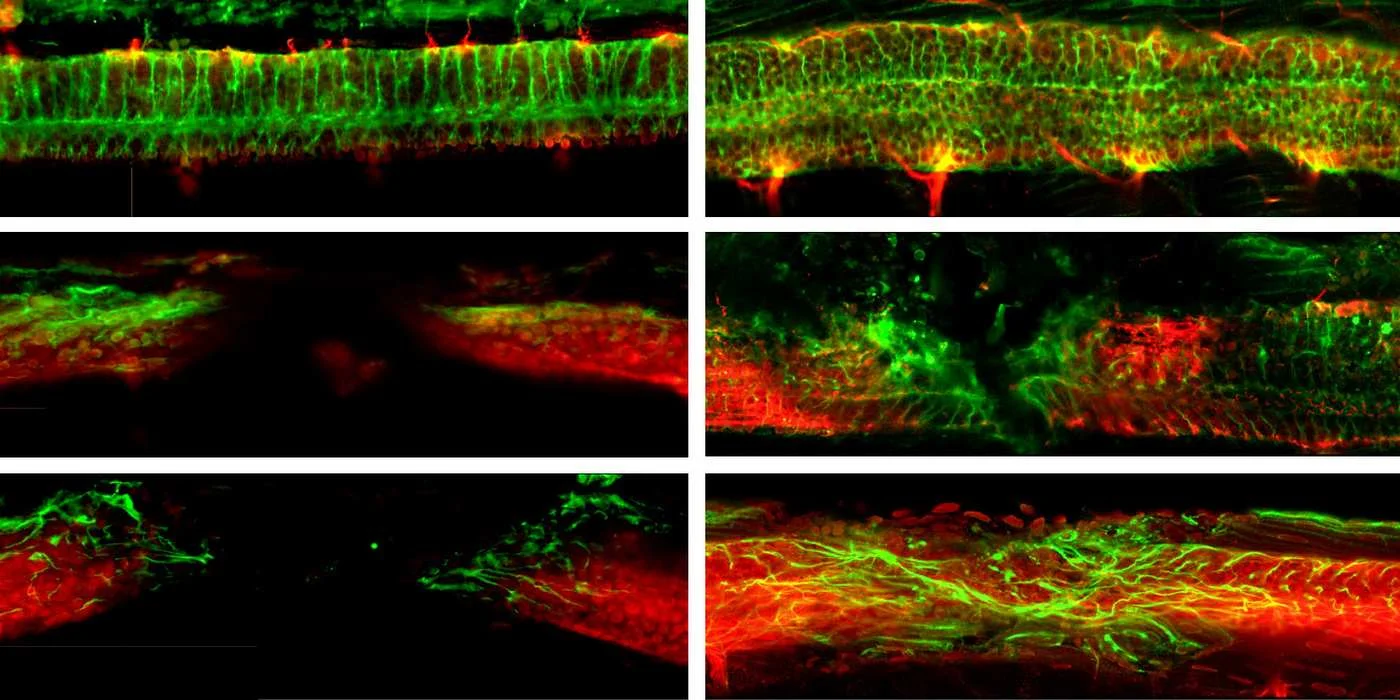 Magnetic NPC Bots Repair Severed Spinal Cords in Mice, Hinting at a Breakthrough Therapy