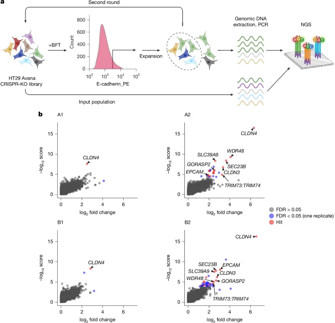 Bacterial toxin hijacks claudin-4 to cleave E-cadherin, fueling colorectal cancer risk
