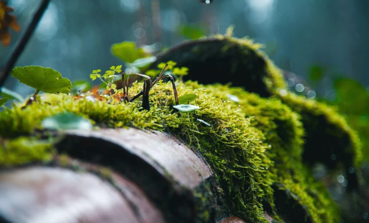 Moss Survives Nine Months in Space, Regrows on Earth
