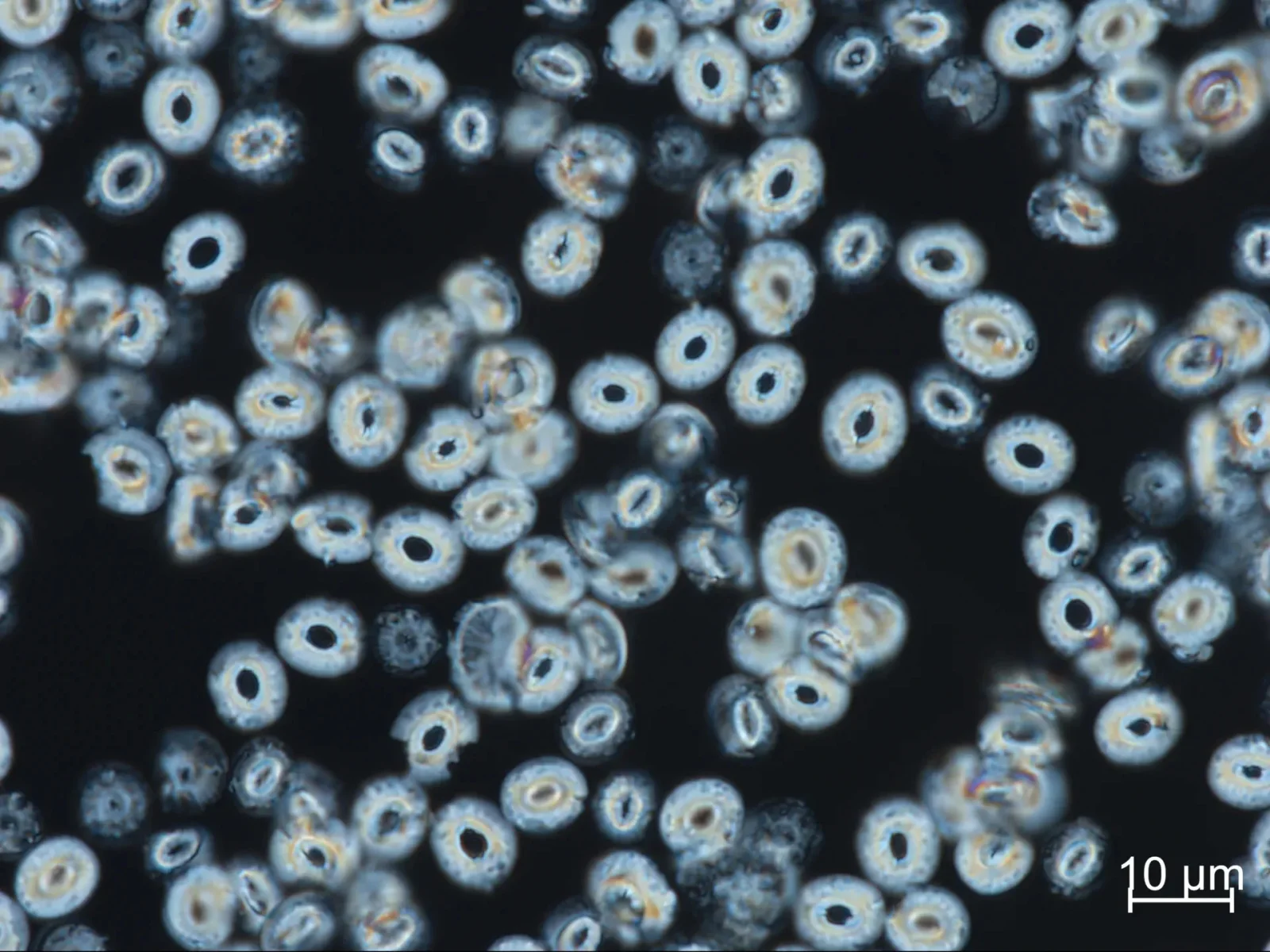 Ancient Coccoliths Reveal a Cooler Miocene North Atlantic Than Expected