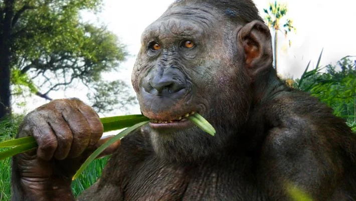 Sugar-Fueled Brain: A Fresh Take on Early Human Evolution