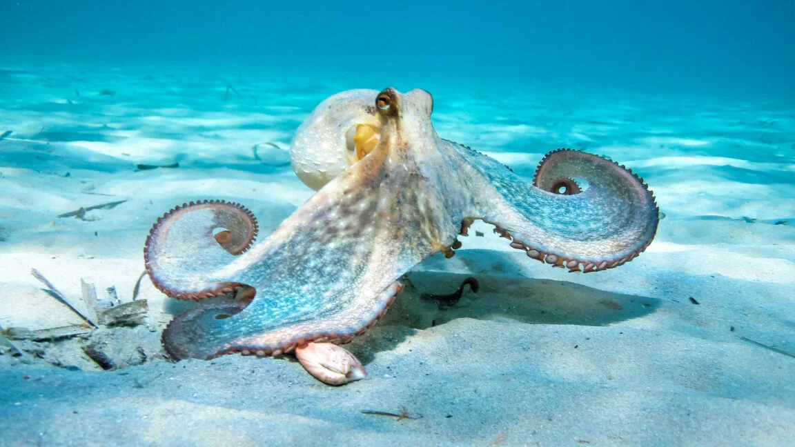 Oldest 'octopus' fossil reclassified as nautiloid