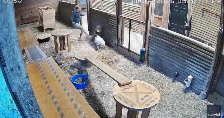 Nanaimo woman boots cougar to rescue her goat