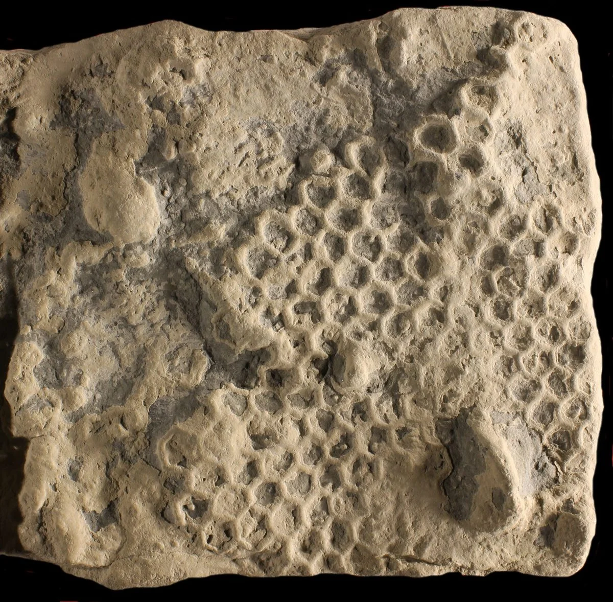 Ancient hexagonal fossils point to a tiny deep-sea crustacean as their maker