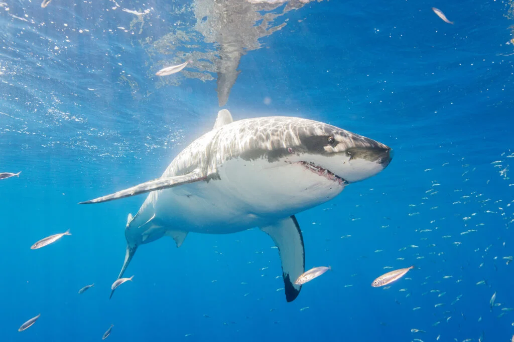Heat-Budget Hazards: Oceans Push Great White Sharks Toward Overheating