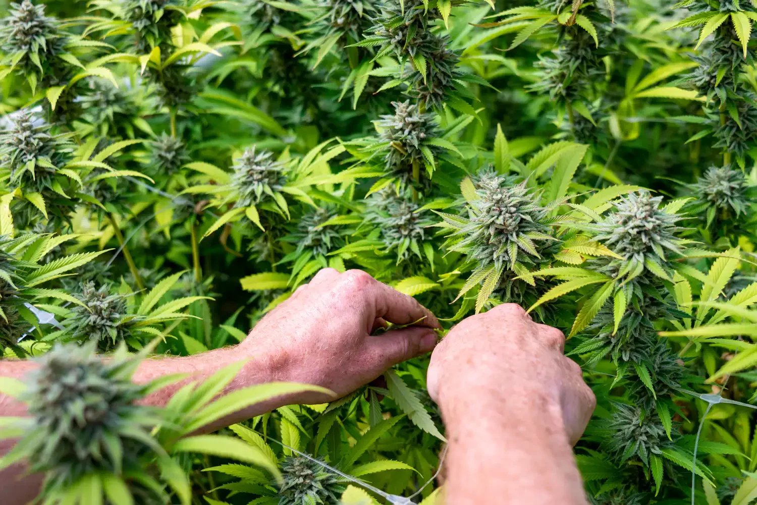 Opponents Seek Stay on Cannabis Rescheduling Over Costs and Abuse Concerns