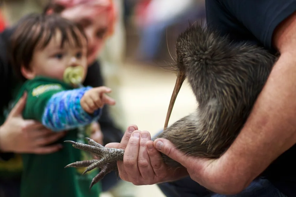 Wellington Reclaims Its Kiwi: A Century-Long Absence Ends