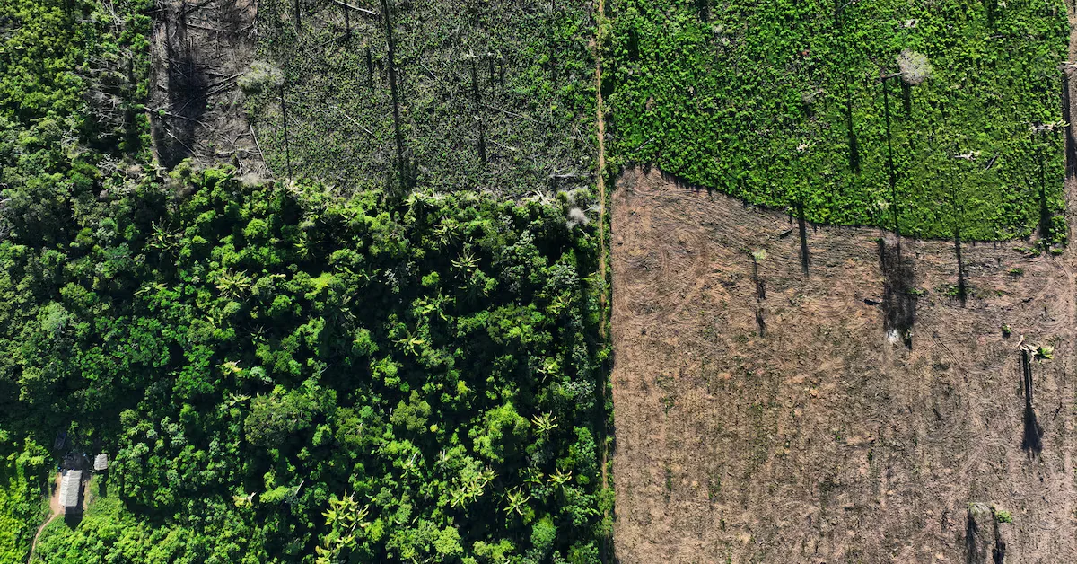 EU Parliament Takes Strong Stance Against Deforestation and Climate Change