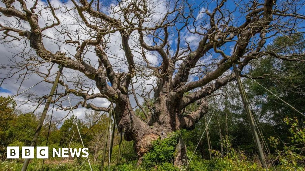 Robin Hood's legendary Major Oak dies after up to 1,200 years in Sherwood Forest