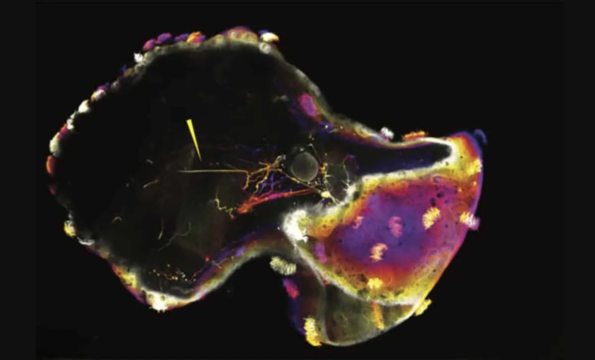 Neurobots: Self-Assembling Frog-Cell Machines Grow Functional Nerves