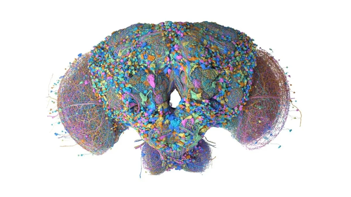 Fruit Fly Brain Connectome Lets a Brain Play Doom and Mario 64