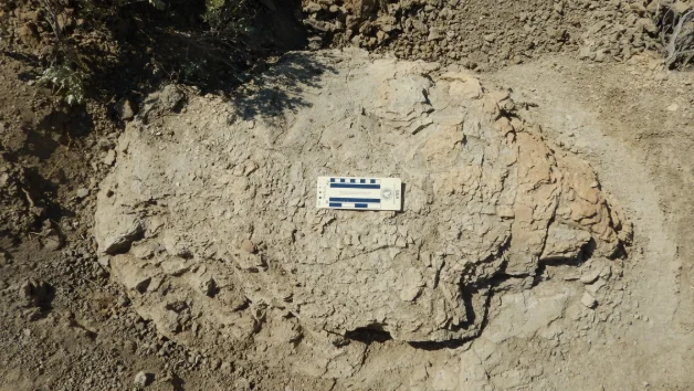 North Dakota Unveils First Known Trackway of an Adult T. rex