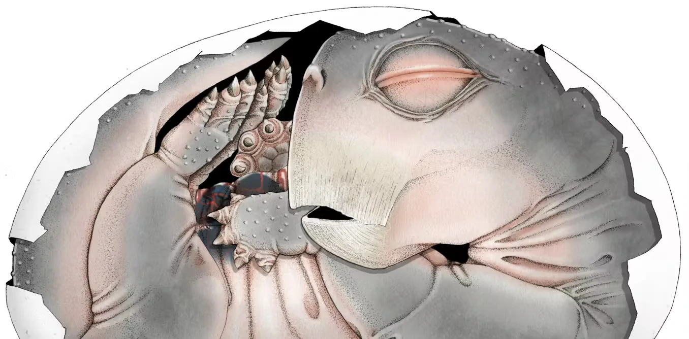 Oldest fossil egg confirms mammal ancestors laid eggs about 250 million years ago