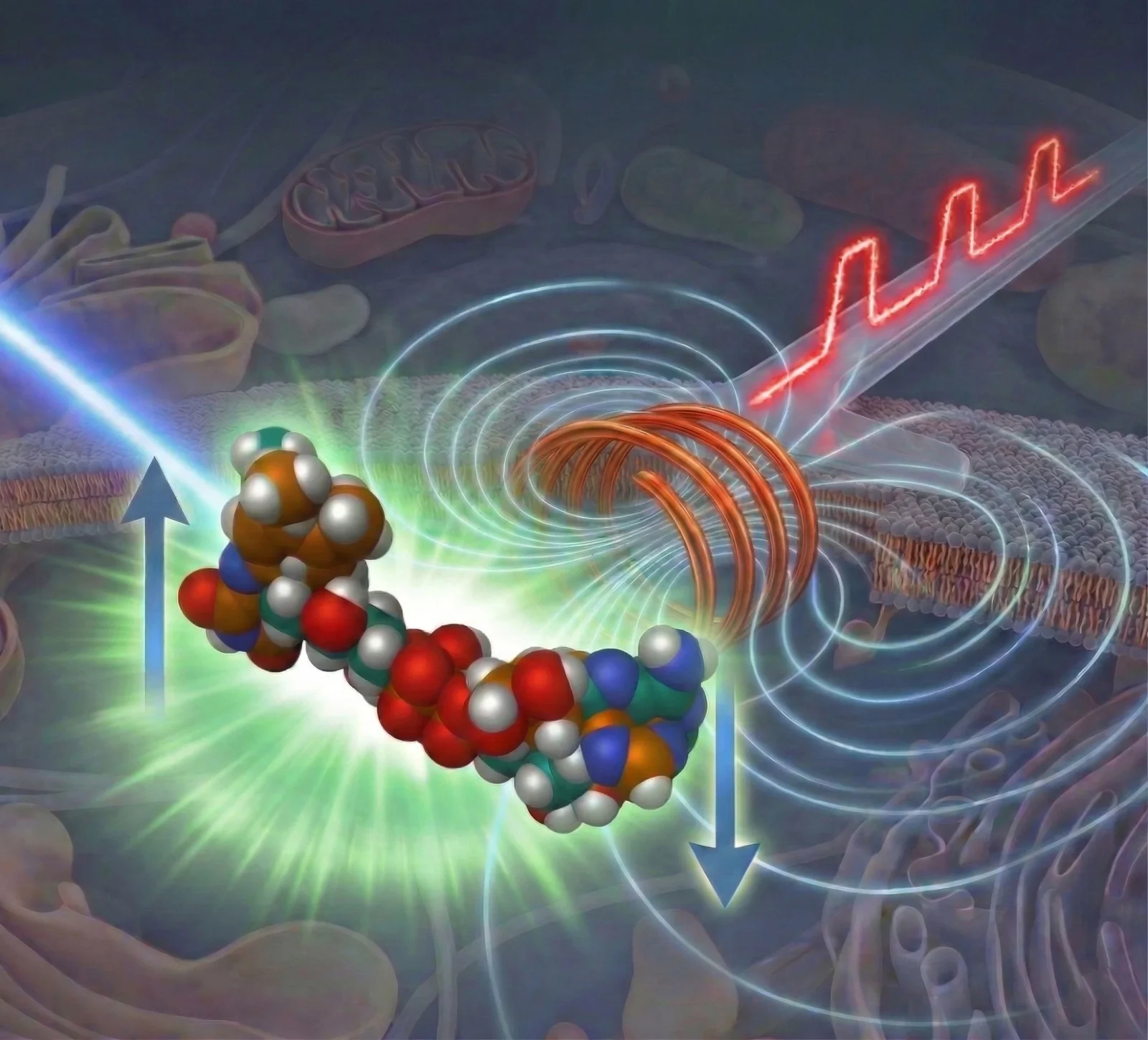 Magnetic-Pulse Microscopy Unmasks Hidden Molecular States