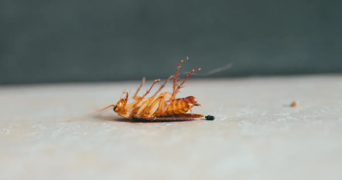 Cardboard Draws Roaches: Simple Steps to Keep Them Out