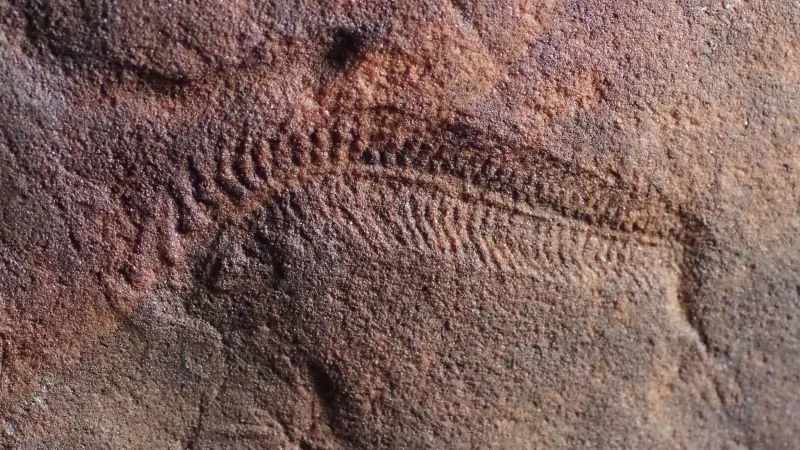 Ancient fossil reveals earliest sign of handedness