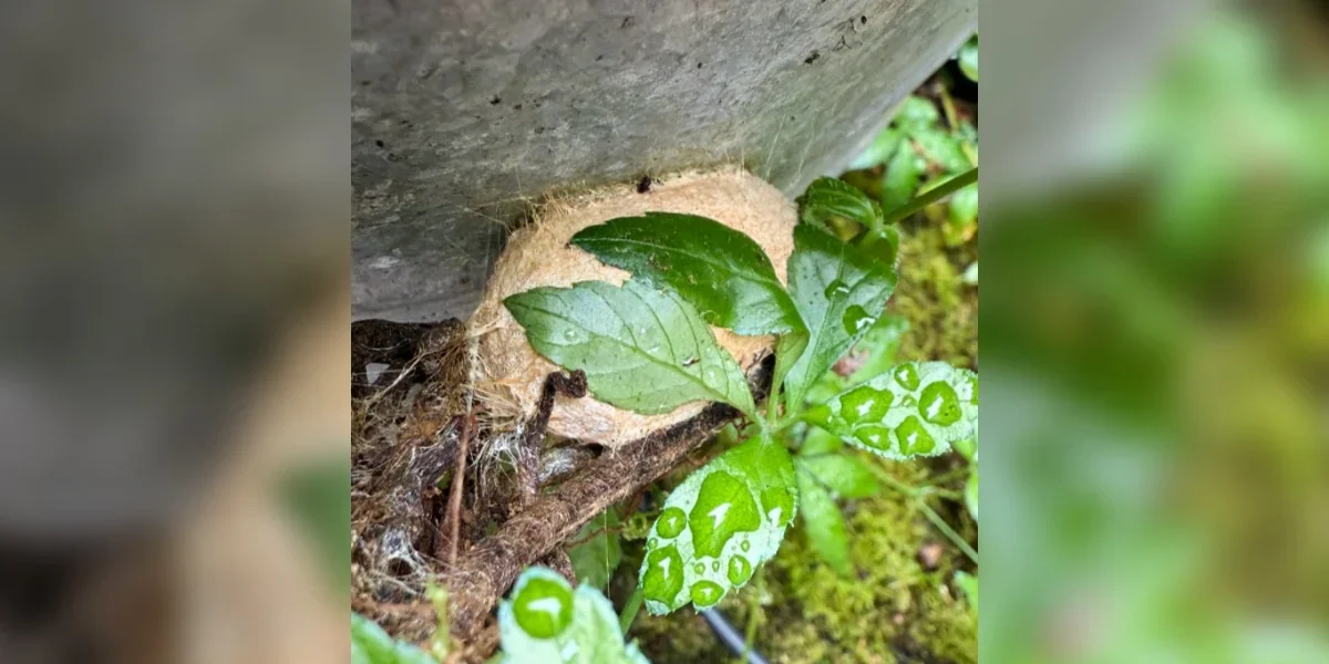 Cocoon to Wing: A 10-Month Watch Delivers a Polyphemus Moth