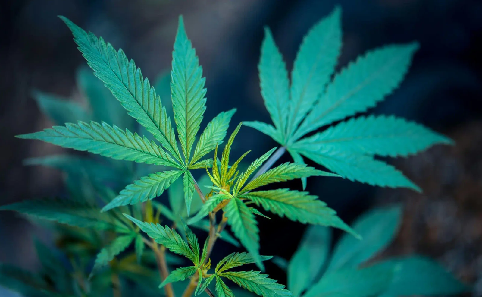 DEA Expands Federal Registration for Medical Cannabis Firms Ahead of Schedule III Move