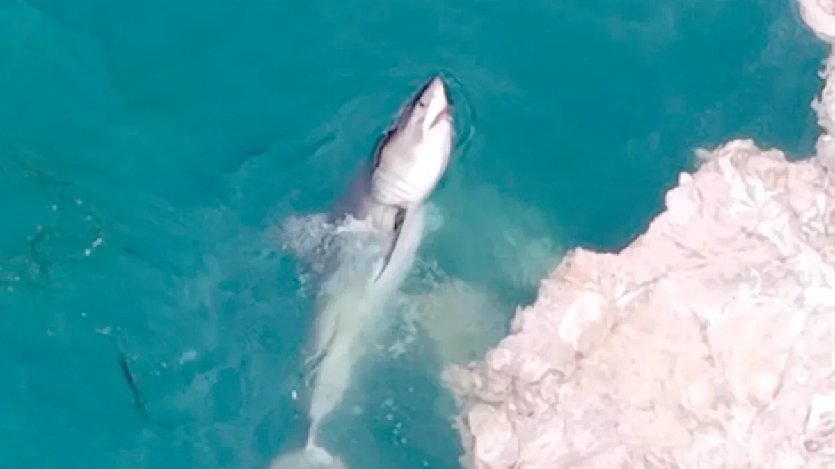 Sharks mob Whale Carcass Off California Coast in Feeding Frenzy