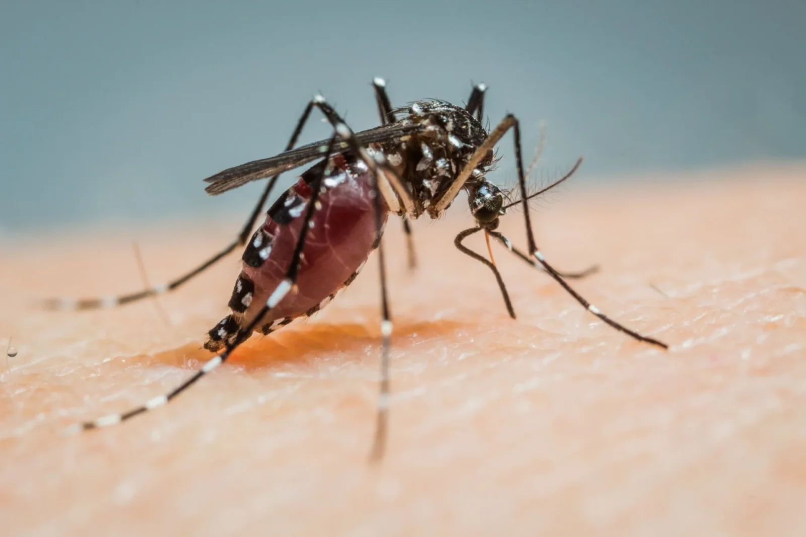 DC to Welcome 600,000 Wolbachia-Infected Male Mosquitoes to Suppress Population