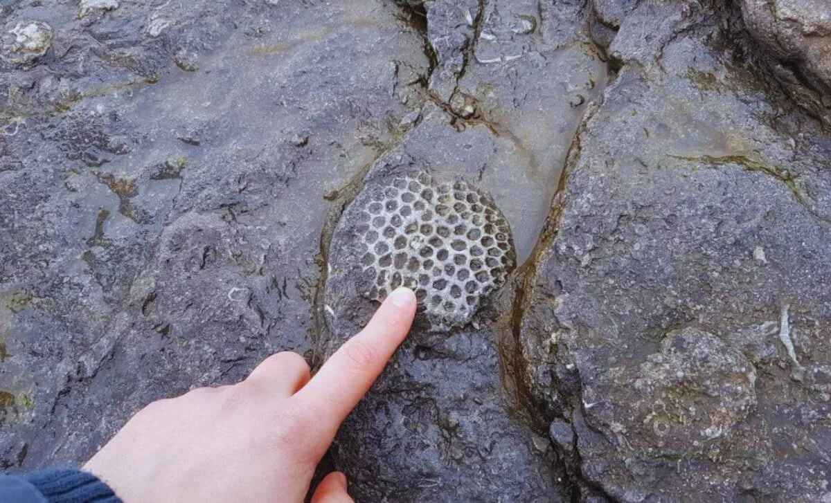 Ancient Sponge Clues Push Back Animal Life to 890 Million Years Ago