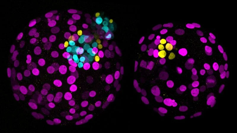 Embryo base editing nudges germline research toward reality, intensifying designer-baby debate