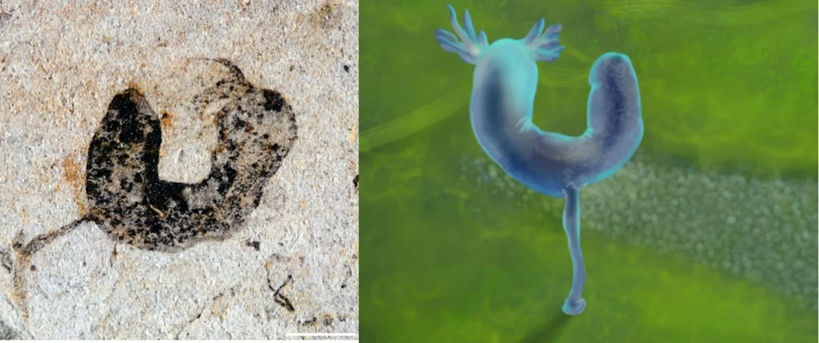 Oldest Deuterostomes Push Humans’ Invertebrate Kin Back to the Ediacaran