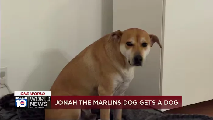 Jonah, the hot-dog-eyed pup, gets VIP day at Marlins after viral moment