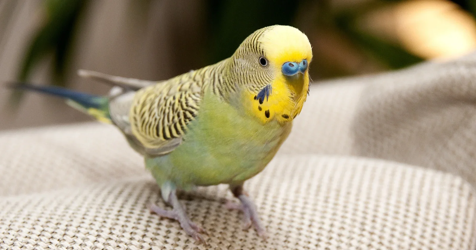 Tiny parakeet, big dive: Iowa man's DIY underwater capsule lets pet tag along in the Bahamas