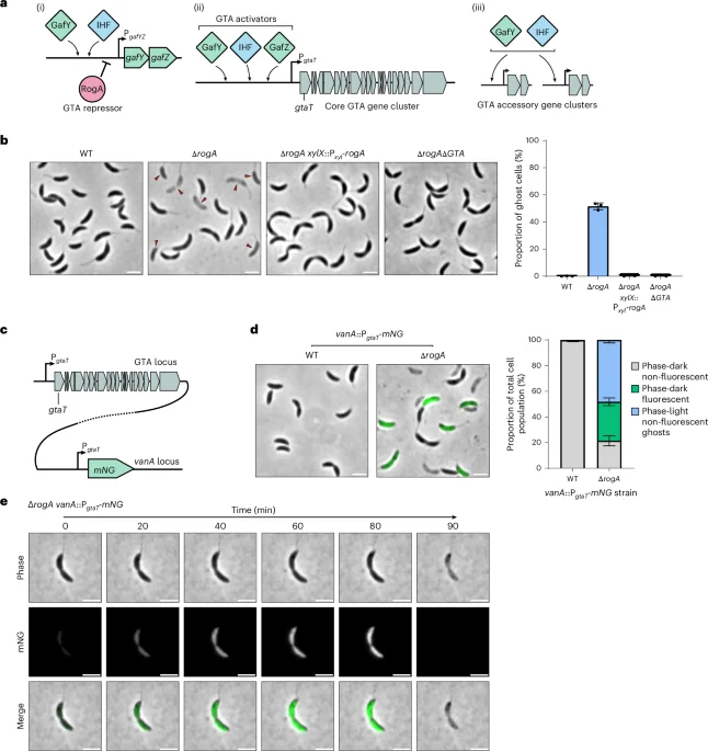 CARD–NLR–like immunity hub gates gene transfer agent release in Caulobacter crescentus