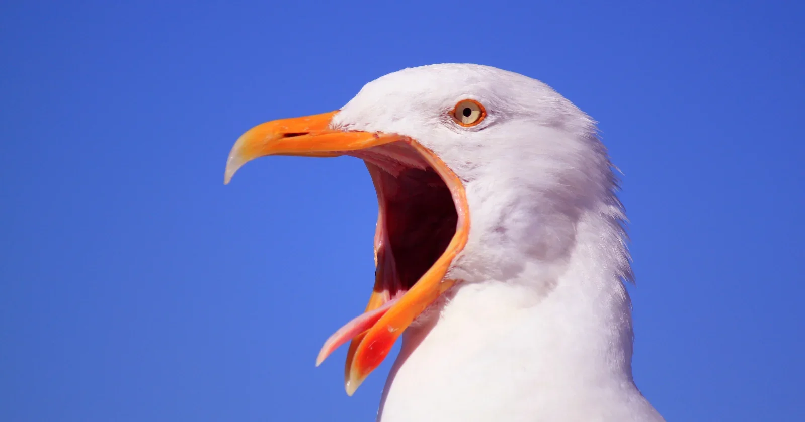 Birds as Modern Dinosaurs: A Living Theropod Lineage Surviving the Mass Extinction