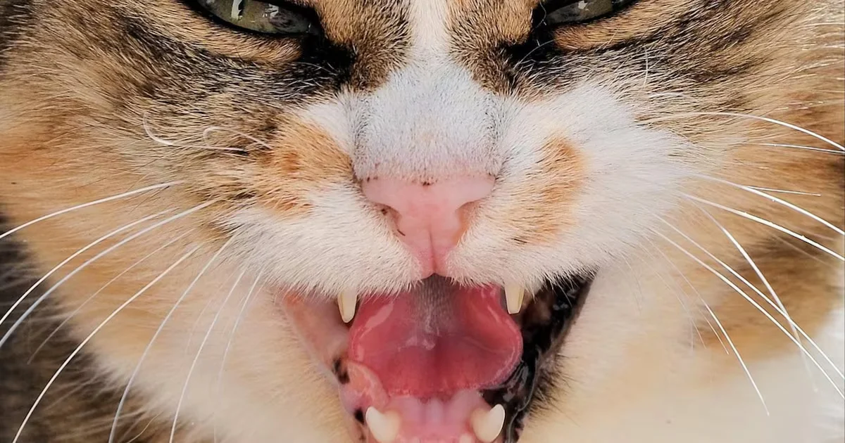 Rabid stray cat bites five people and a puppy in Polk County