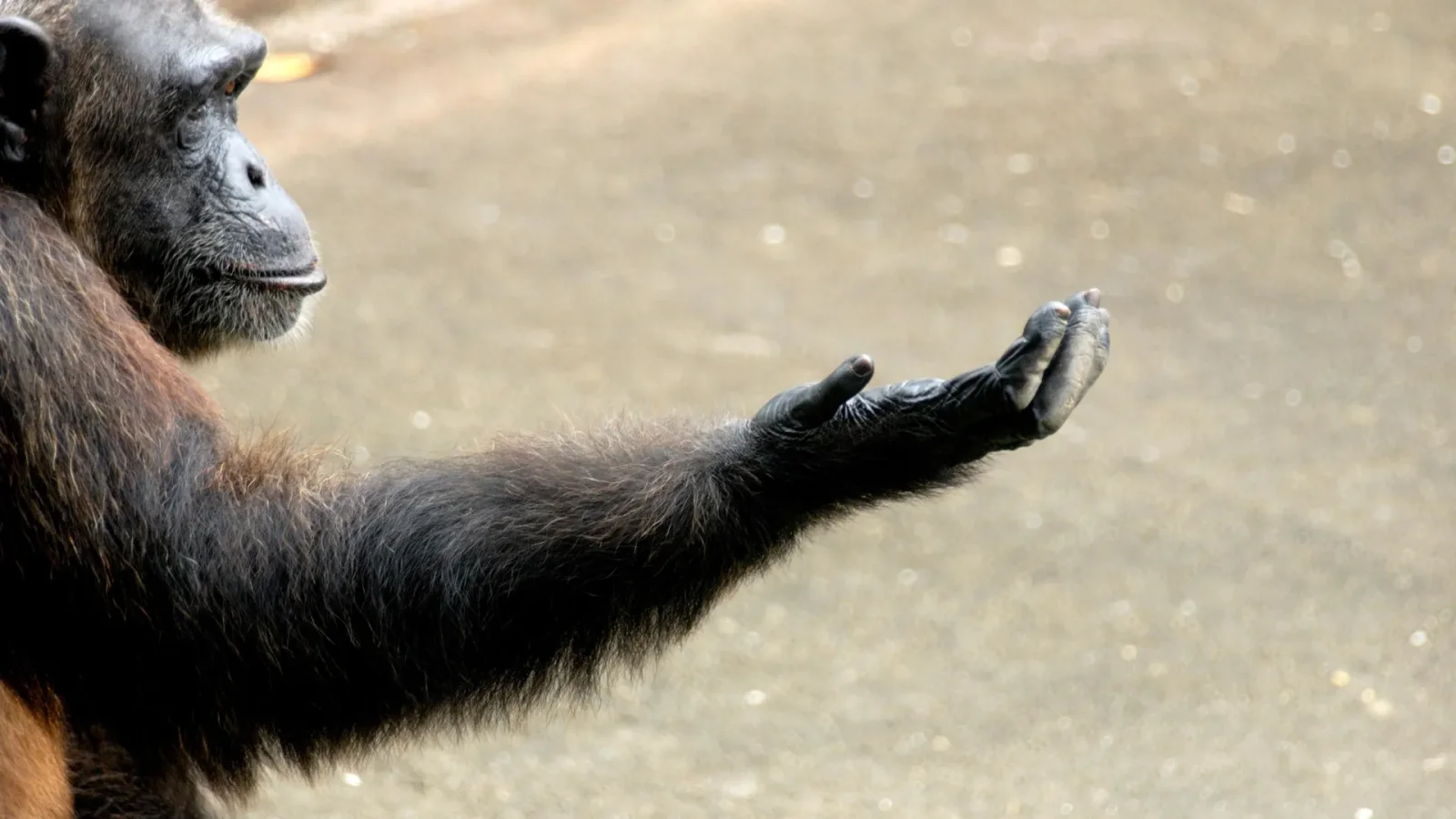 Two Evolutionary Shifts Forged Humans' Strong Right-Handedness