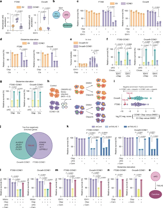 αKG-driven carnitine synthesis promotes histone acetylation and DNA repair in HR-proficient cancers