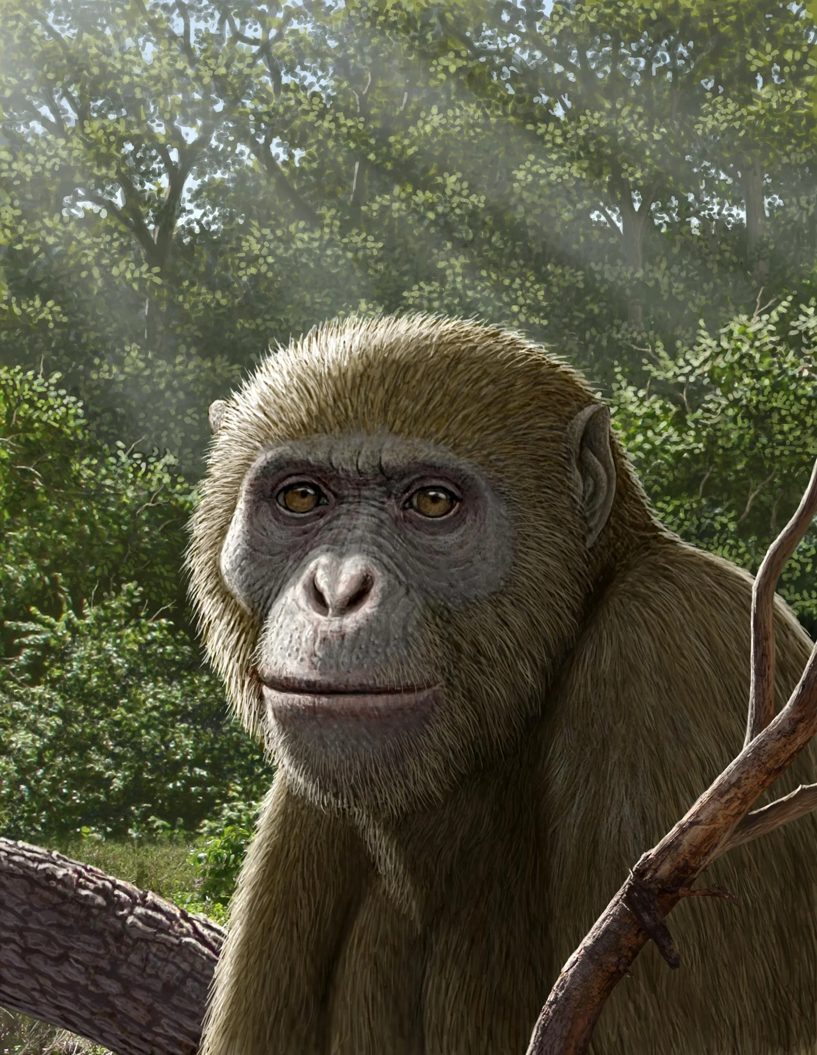 Egypt’s 17-Million-Year-Old Ape Fossil Reframes the Origins of Modern Apes